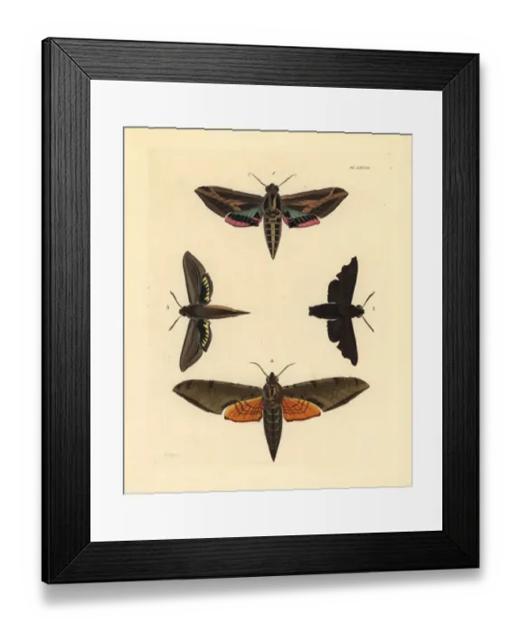 Framed Print : Exotic sphinx moths Framed Print : Exotic sphinx moths