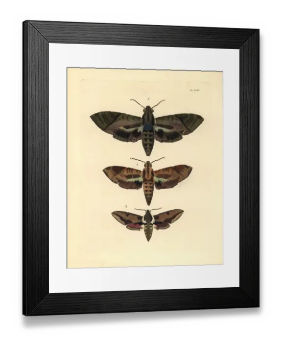 Framed Print : Satellite sphinx and spurge hawkmoth Framed Print : Satellite sphinx and spurge hawkmoth