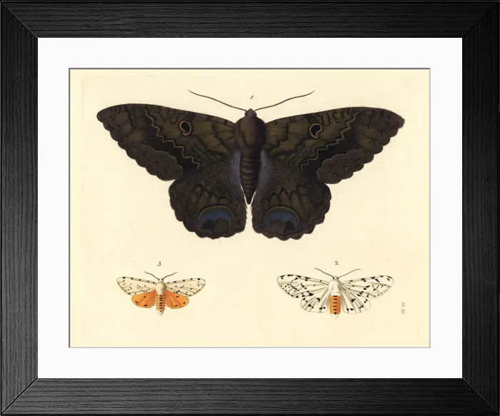 Framed Print : Black witch and salt marsh moth Framed Print : Black witch and salt marsh moth