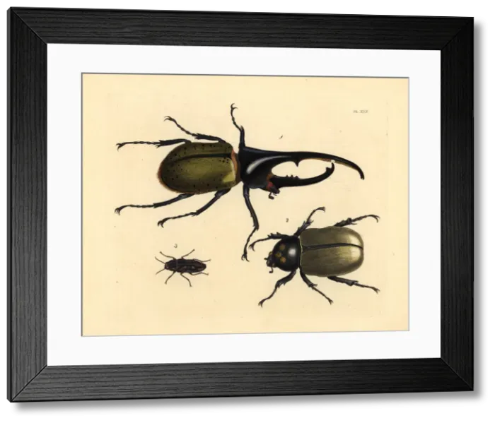 Framed Print : Hercules beetle and sculptured pine borer Framed Print : Hercules beetle and sculptured pine borer