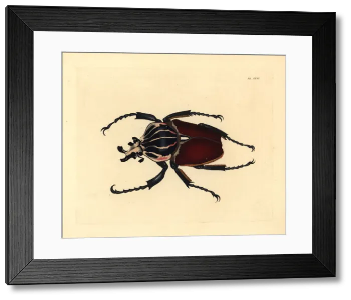 Framed Print : Goliath beetle, Goliathus giganteus Framed Print : Goliath beetle, Goliathus giganteus