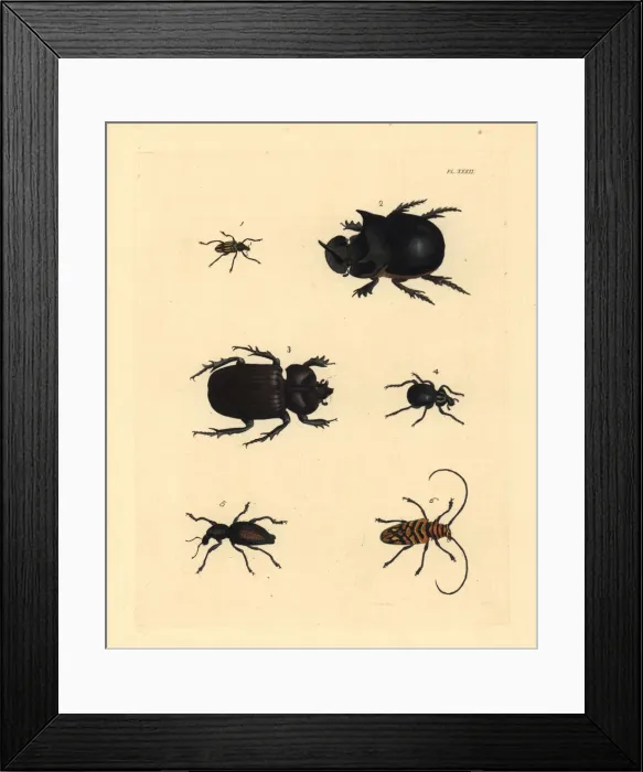 Framed Print : Exotic beetles Framed Print : Exotic beetles