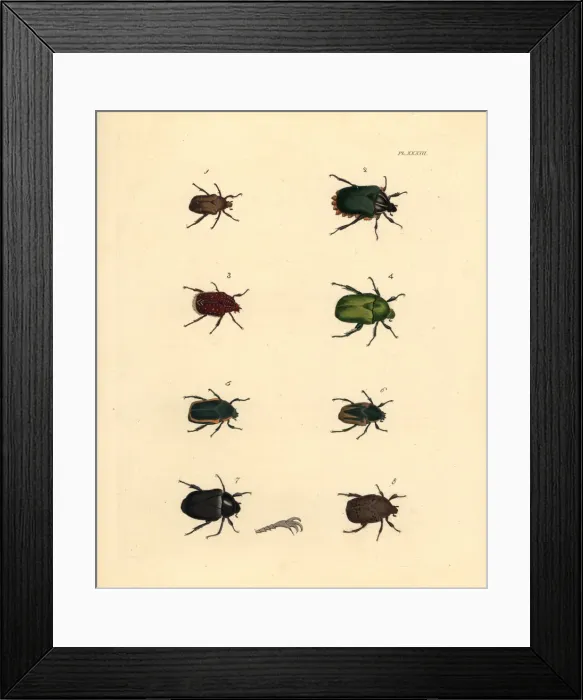 Framed Print : Exotic beetles Framed Print : Exotic beetles