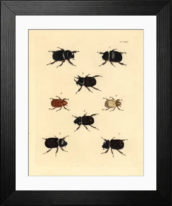 Framed Print : Exotic beetles Framed Print : Exotic beetles