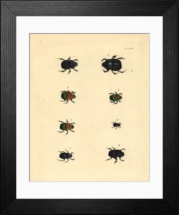 Framed Print : Scarab beetles Framed Print : Scarab beetles