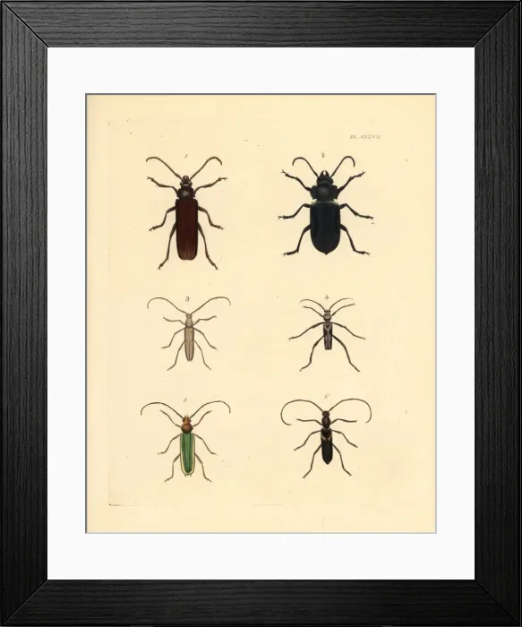 Framed Print : Exotic beetles Framed Print : Exotic beetles