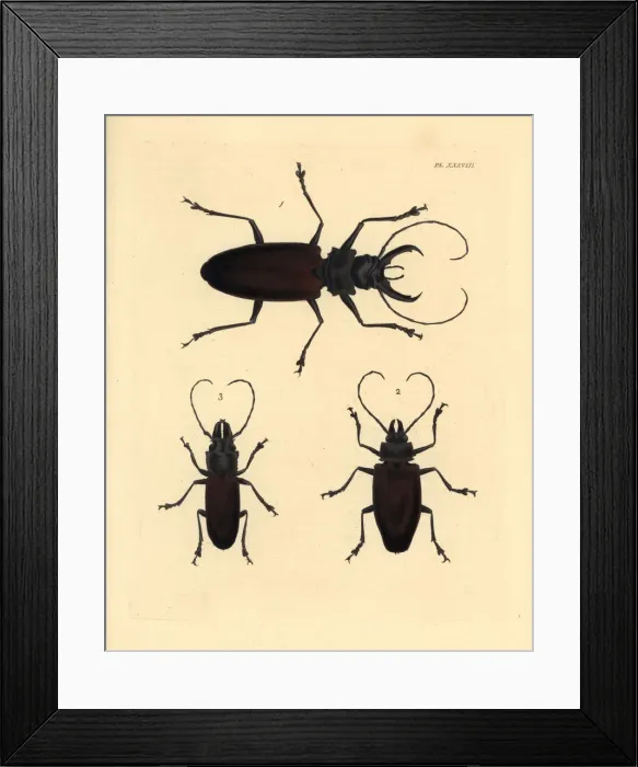 Framed Print : Exotic longhorn beetles Framed Print : Exotic longhorn beetles