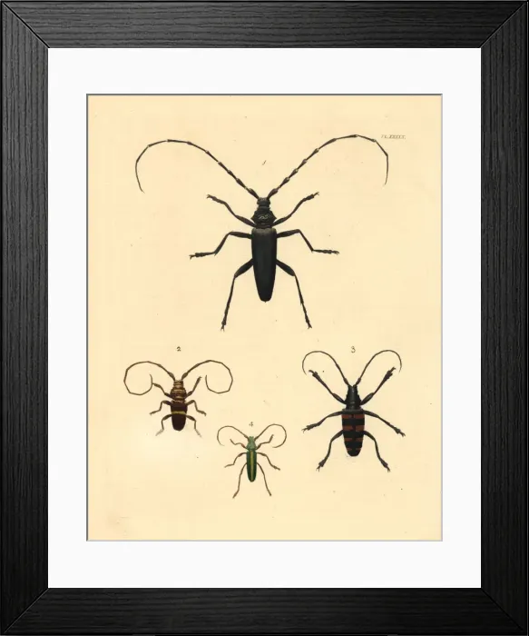 Framed Print : Exotic beetles Framed Print : Exotic beetles