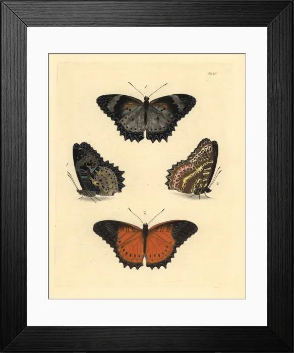 Framed Print : Leopard and red lacewing butterflies Framed Print : Leopard and red lacewing butterflies