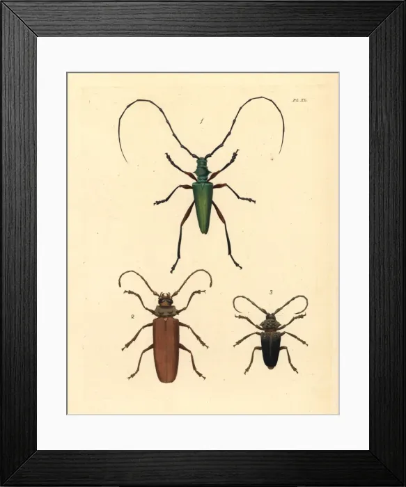 Framed Print : Exotic longhorn beetles Framed Print : Exotic longhorn beetles