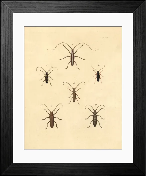 Framed Print : Exotic beetles Framed Print : Exotic beetles