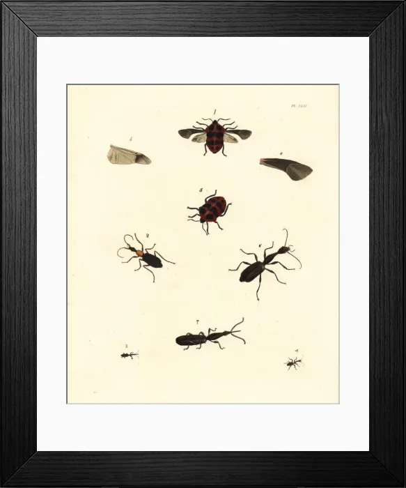 Framed Print : Exotic insects Framed Print : Exotic insects