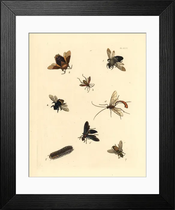 Framed Print : Exotic bees and wasps Framed Print : Exotic bees and wasps