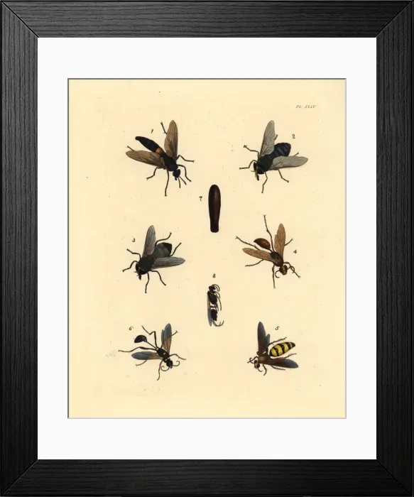 Framed Print : Flies, wasps and dauber Framed Print : Flies, wasps and dauber