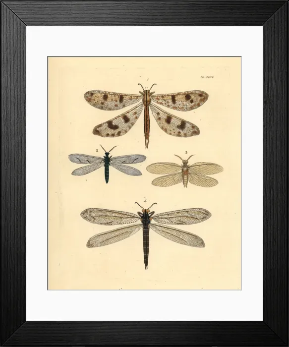 Framed Print : Exotic antlion lacewings and fishfly Framed Print : Exotic antlion lacewings and fishfly