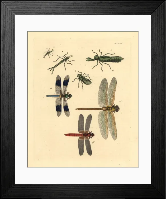 Framed Print : Exotic dragonflies, darners and skimmers Framed Print : Exotic dragonflies, darners and skimmers