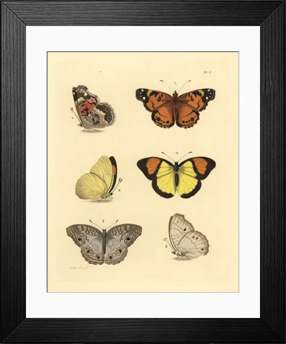 Framed Print : Hunter s, orange tip and grey pansy butterflies Framed Print : Hunter s, orange tip and grey pansy butterflies