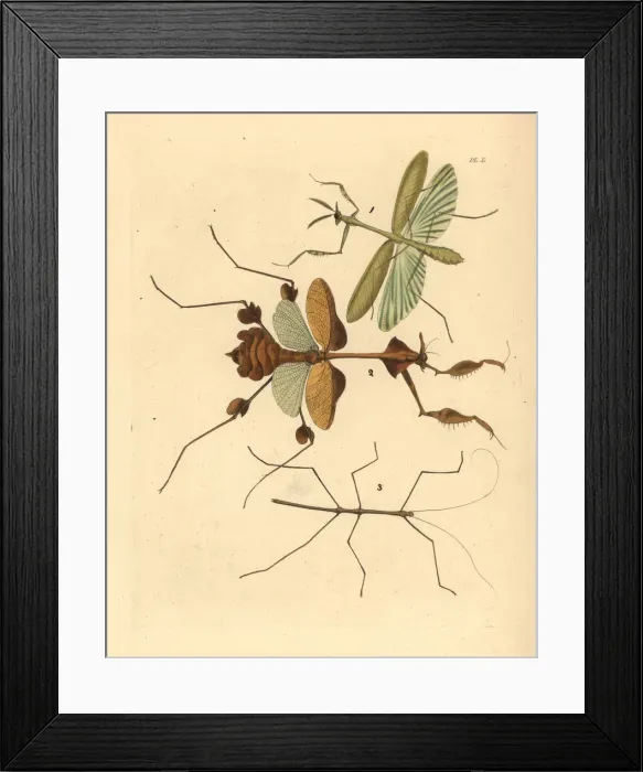 Framed Print : Mantis and stick insects Framed Print : Mantis and stick insects