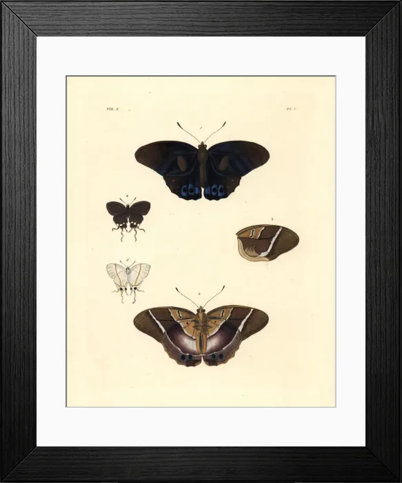 Framed Print : Common brown morpho and falsehead butterfly Framed Print : Common brown morpho and falsehead butterfly