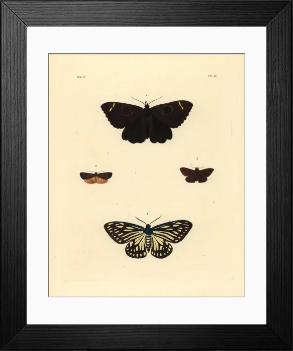 Framed Print : Exotic moths Framed Print : Exotic moths