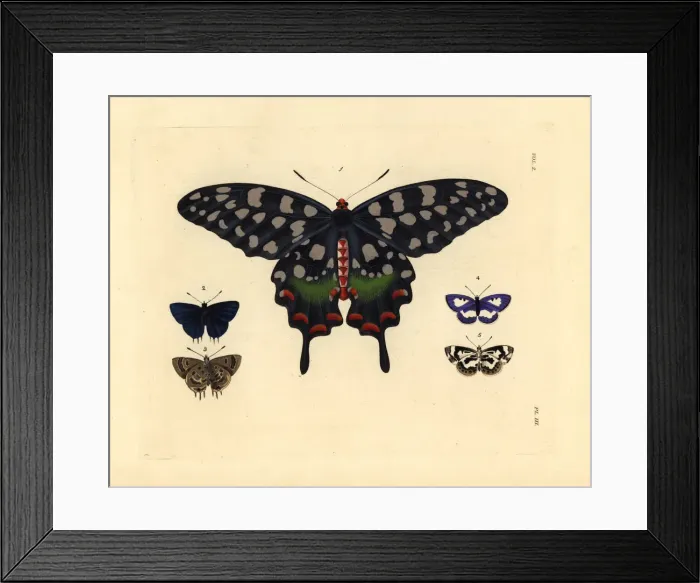 Framed Print : Exotic butterflies including the Madagascar Framed Print : Exotic butterflies including the Madagascar