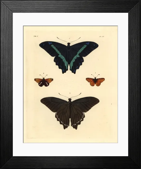 Framed Print : Green-banded swallowtail and spotted fritillary butterfly Framed Print : Green-banded swallowtail and spotted fritillary butterfly
