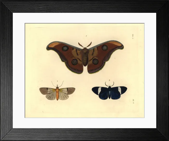 Framed Print : Exotic moths including the tasar silkmoth Framed Print : Exotic moths including the tasar silkmoth