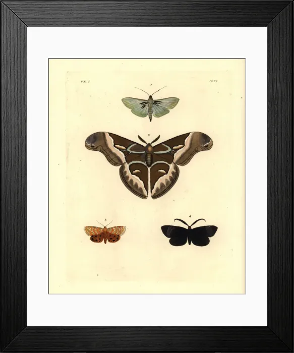 Framed Print : Exotic moths including the ailanthus silkmoth Framed Print : Exotic moths including the ailanthus silkmoth