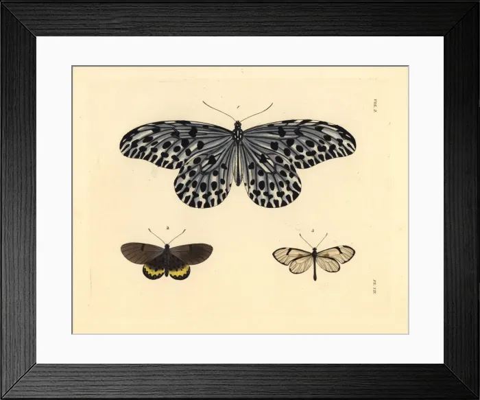 Framed Print : Tree-nymph, large smoky acraea and glasswing Framed Print : Tree-nymph, large smoky acraea and glasswing