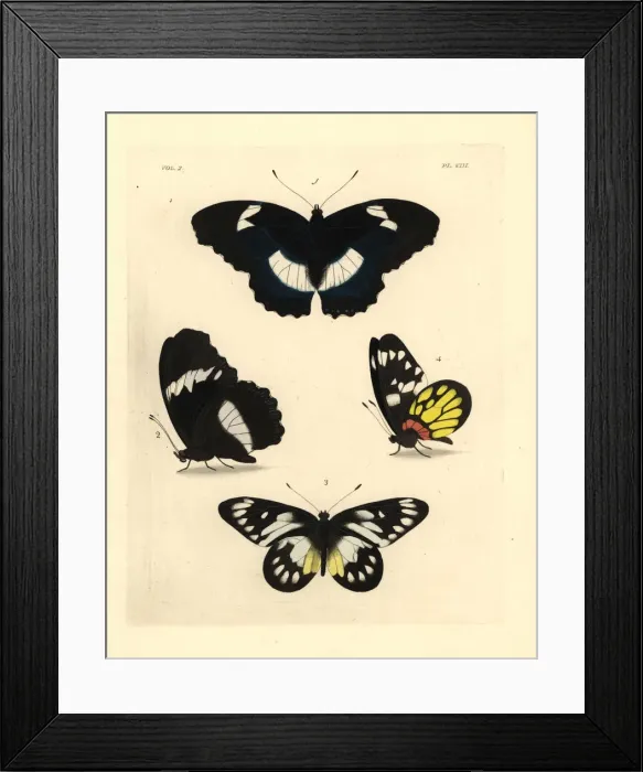 Framed Print : Blue diadem and redbase jezebel Framed Print : Blue diadem and redbase jezebel