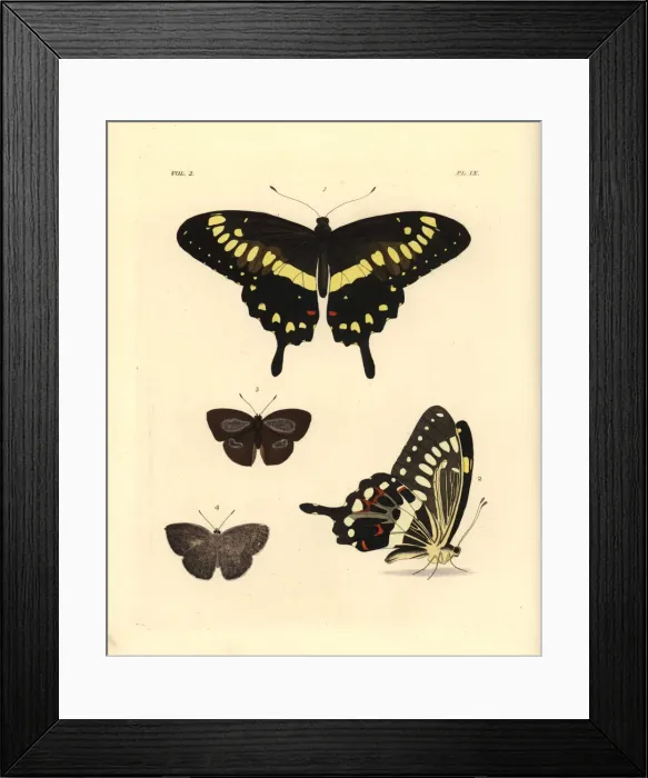 Framed Print : Western emperor swallowtail and Indian sunbeam Framed Print : Western emperor swallowtail and Indian sunbeam