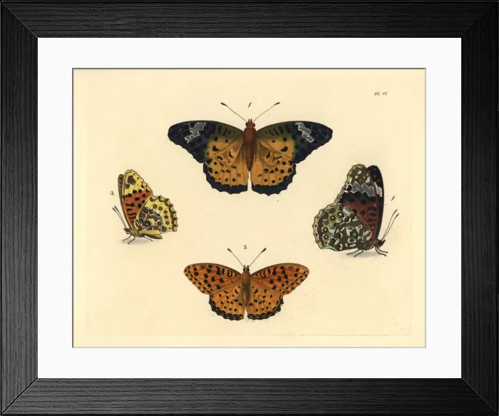 Framed Print : Indian fritillary butterfly, Argynnis hyperbius Framed Print : Indian fritillary butterfly, Argynnis hyperbius