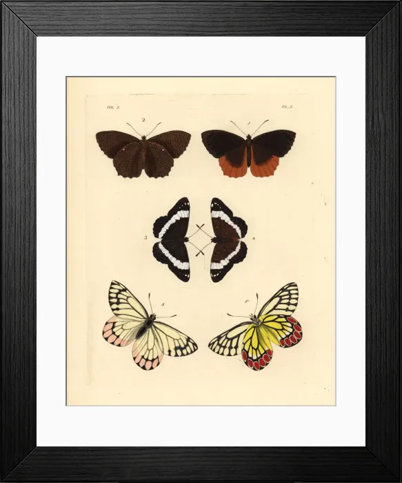 Framed Print : Exotic butterflies including the common jezebel Framed Print : Exotic butterflies including the common jezebel