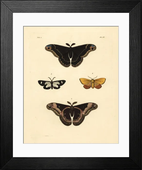 Framed Print : Exotic moths including the promethea silkworm Framed Print : Exotic moths including the promethea silkworm
