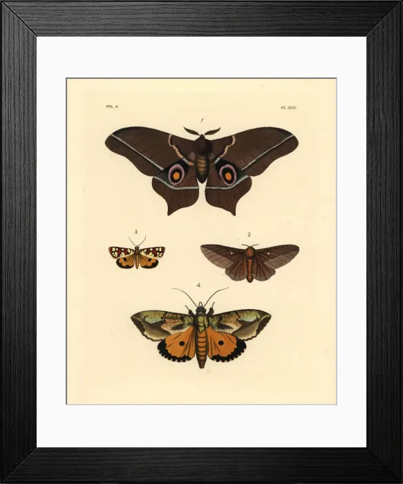 Framed Print : Exotic moths including Imbrasia epimethea Framed Print : Exotic moths including Imbrasia epimethea