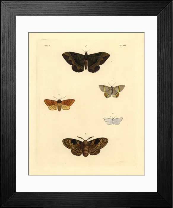 Framed Print : Exotic moths Framed Print : Exotic moths