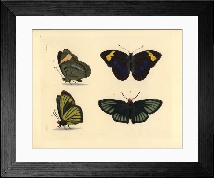 Framed Print : Western blue-banded forester and African giant skipper Framed Print : Western blue-banded forester and African giant skipper