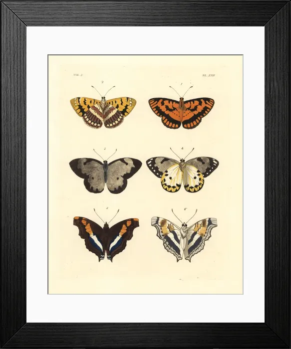 Framed Print : Spotted joker, calypso white and silver emperor butterflies Framed Print : Spotted joker, calypso white and silver emperor butterflies