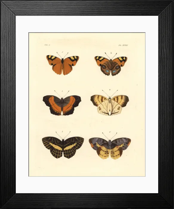 Framed Print : Jamaican banner, soldier pansy and brilliant Framed Print : Jamaican banner, soldier pansy and brilliant