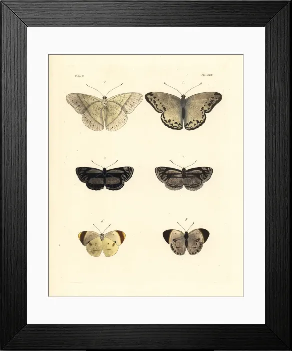 Framed Print : Common glider, original club-dot sailer and smoky orange tip Framed Print : Common glider, original club-dot sailer and smoky orange tip