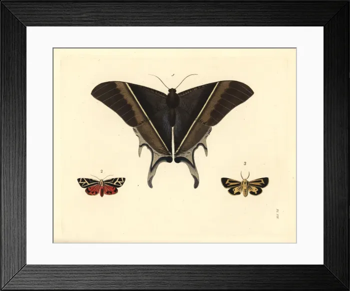 Framed Print : Exotic moths Framed Print : Exotic moths