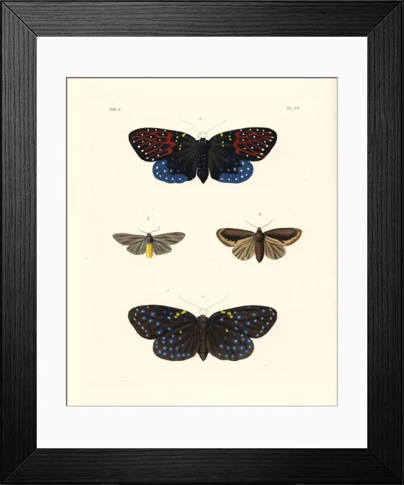 Framed Print : Amesia sanguiflua and milkweed tiger moth Framed Print : Amesia sanguiflua and milkweed tiger moth