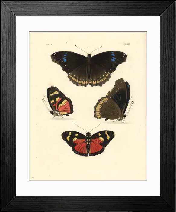 Framed Print : Great eggfly and perseis mimic forester butterflies Framed Print : Great eggfly and perseis mimic forester butterflies