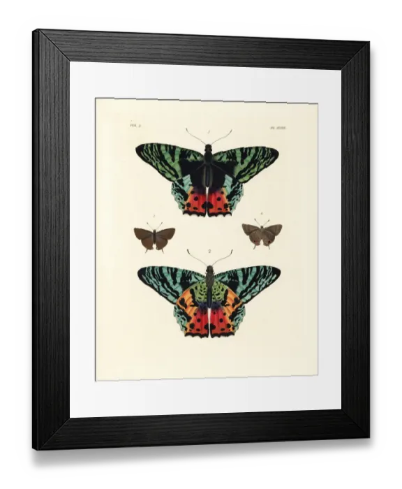Framed Print : Madagascan sunset moth and pan hairstreak Framed Print : Madagascan sunset moth and pan hairstreak