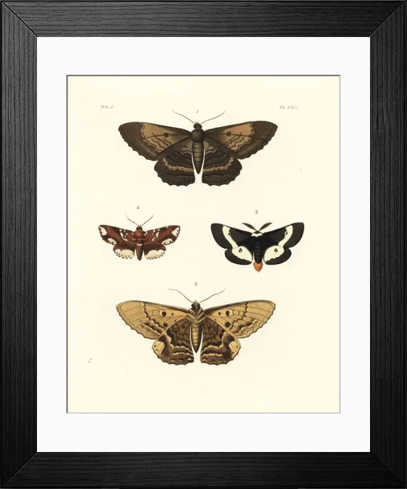 Framed Print : Exotic moths Framed Print : Exotic moths