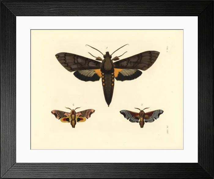 Framed Print : Giant sphinx and twin-spotted sphinx moths Framed Print : Giant sphinx and twin-spotted sphinx moths