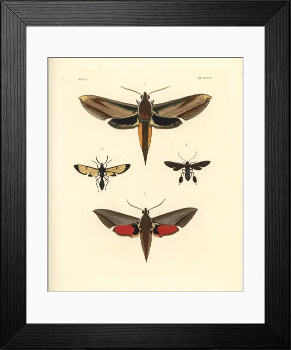 Framed Print : Exotic moths including yam and Levant hawkmoths Framed Print : Exotic moths including yam and Levant hawkmoths