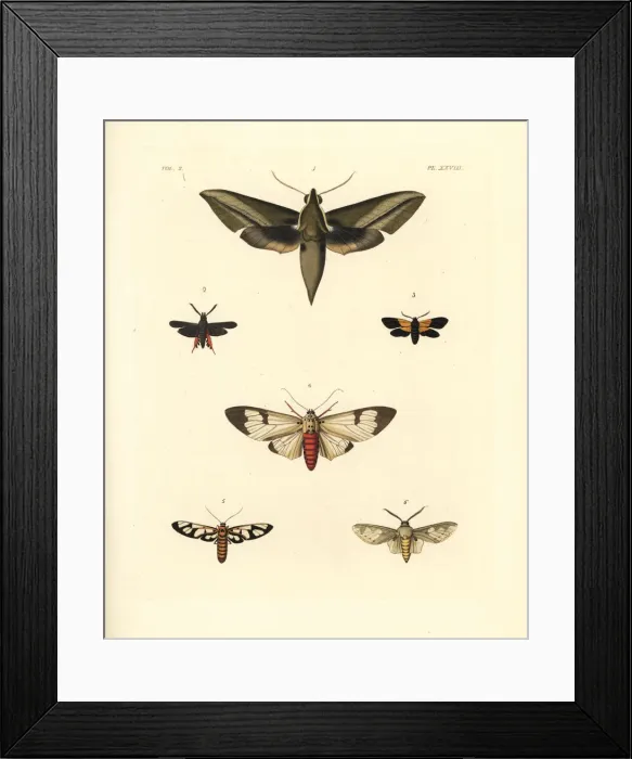 Framed Print : Exotic moths Framed Print : Exotic moths