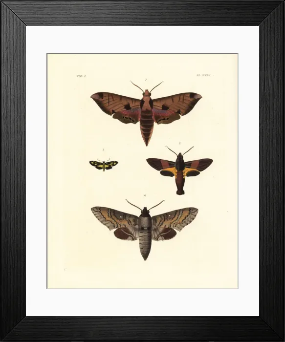 Framed Print : Exotic moths including the achemon sphinx Framed Print : Exotic moths including the achemon sphinx