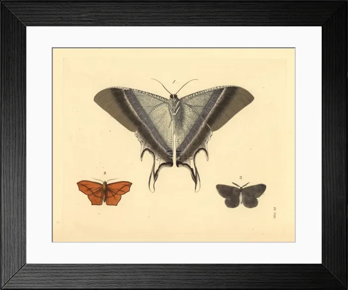 Framed Print : Macleays swallowtail, dark umber and chain-dotted geometer Framed Print : Macleays swallowtail, dark umber and chain-dotted geometer